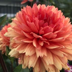 Meet your Posher, Morgan